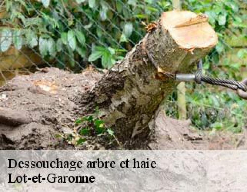 dessouchage arbre