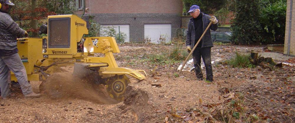 Dessoucher un arbre dans le jardin